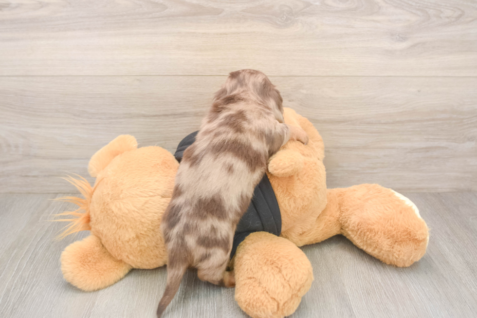 Dachshund Pup Being Cute