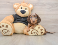 5 week old Dachshund Puppy For Sale - Premier Pups