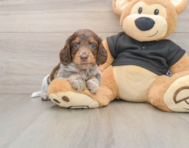 5 week old Dachshund Puppy For Sale - Premier Pups