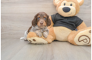 Cute Doxie Purebred Puppy