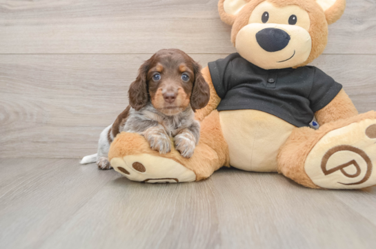 Cute Doxie Purebred Puppy