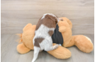 Cute Doxie Purebred Puppy