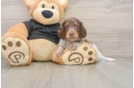 Dachshund Puppy for Adoption