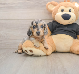 5 week old Dachshund Puppy For Sale - Premier Pups