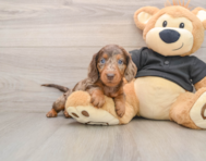 5 week old Dachshund Puppy For Sale - Premier Pups