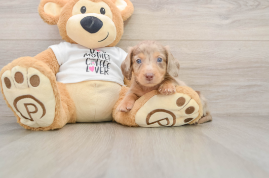 DAPPLE, a Dachshund littermate