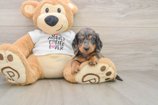 DEBBIE, a Dachshund littermate