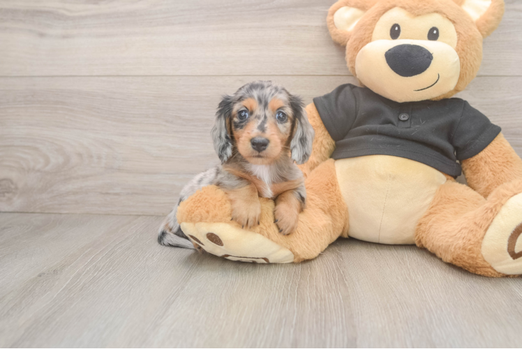 Cute Doxie Purebred Puppy
