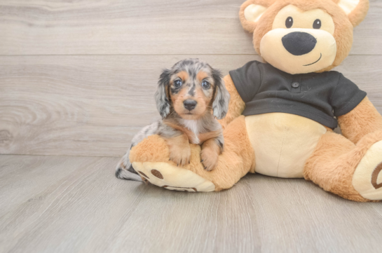 Cute Doxie Purebred Puppy