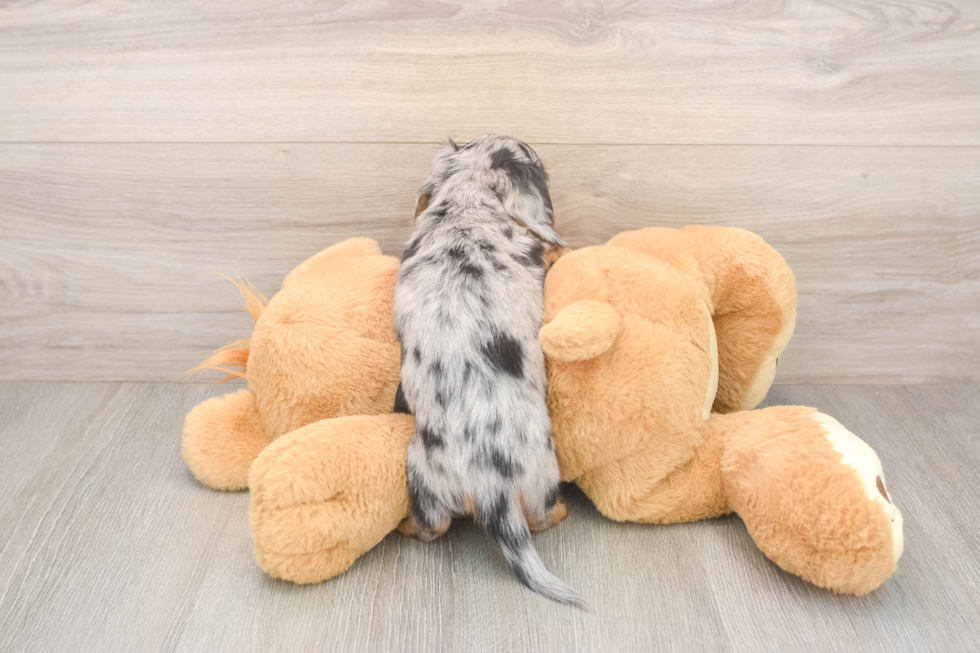 Cute Doxie Purebred Puppy