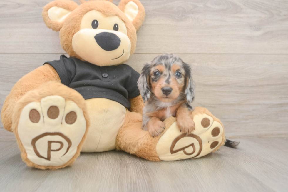 Cute Doxie Purebred Puppy