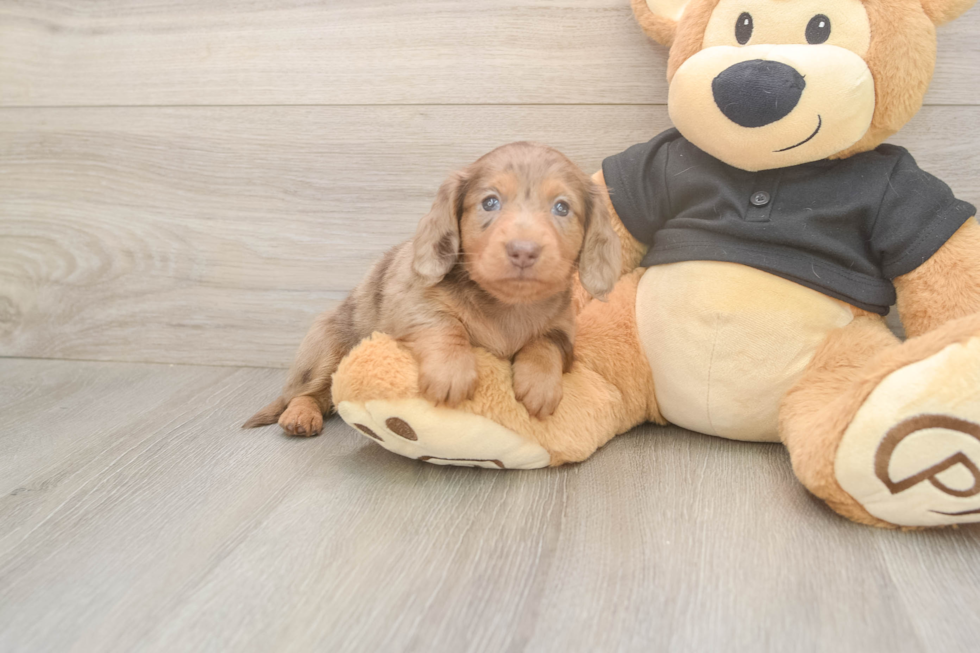 Cute Dachshund Purebred Pup