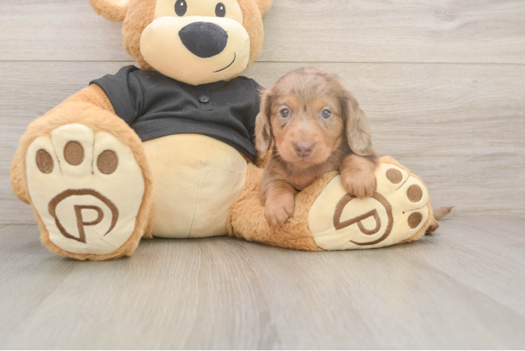 Cute Dachshund Baby