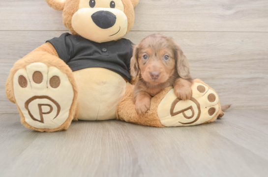 Cute Dachshund Baby