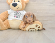 7 week old Dachshund Puppy For Sale - Premier Pups