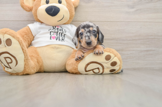 DOWNEY, a Dachshund littermate