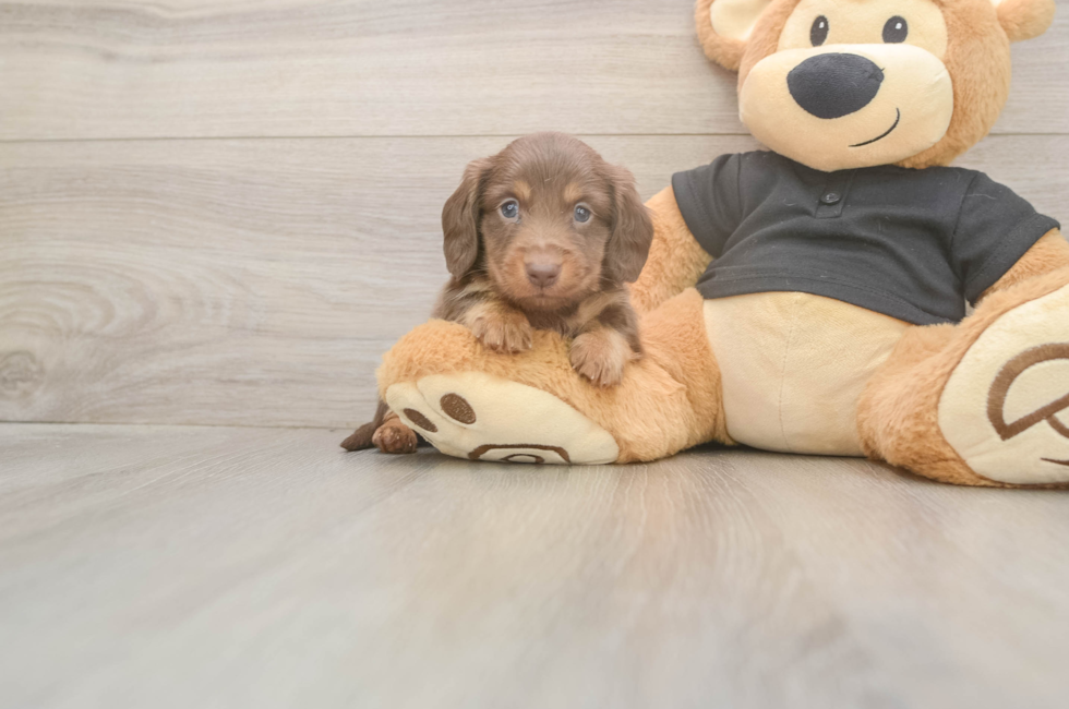 8 week old Dachshund Puppy For Sale - Premier Pups