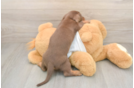 Dachshund Puppy for Adoption