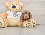 7 week old Dachshund Puppy For Sale - Premier Pups