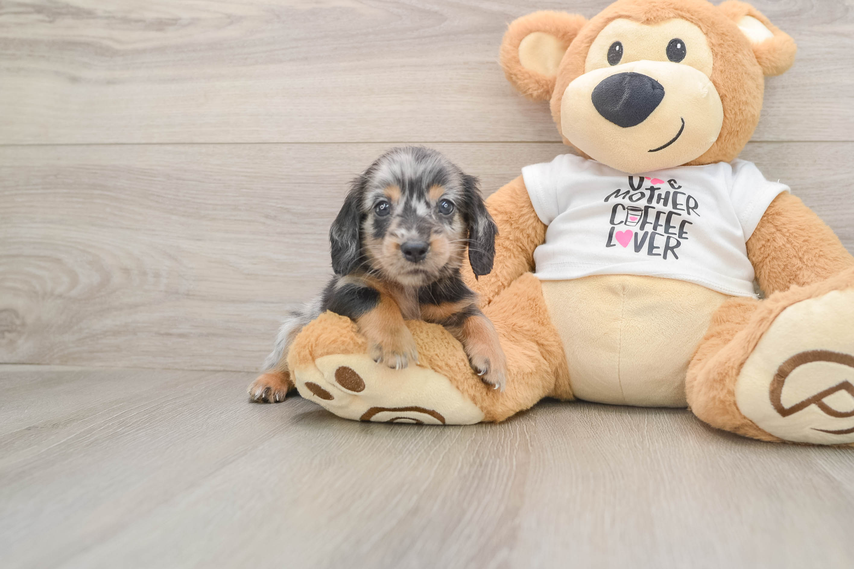 Cute Dachshund Baby