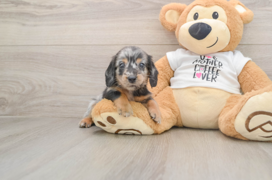 DROOPY, a Dachshund littermate