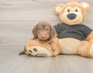 8 week old Dachshund Puppy For Sale - Premier Pups