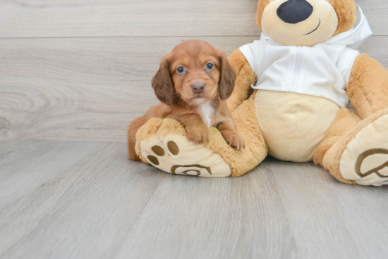 Cute Dachshund Purebred Puppy