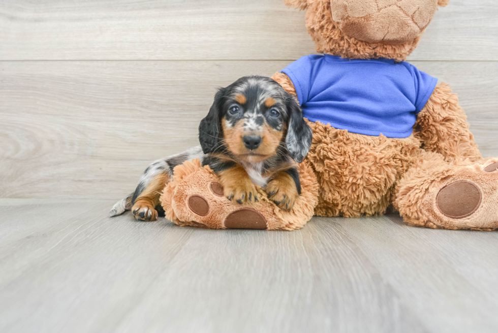 Dachshund Pup Being Cute