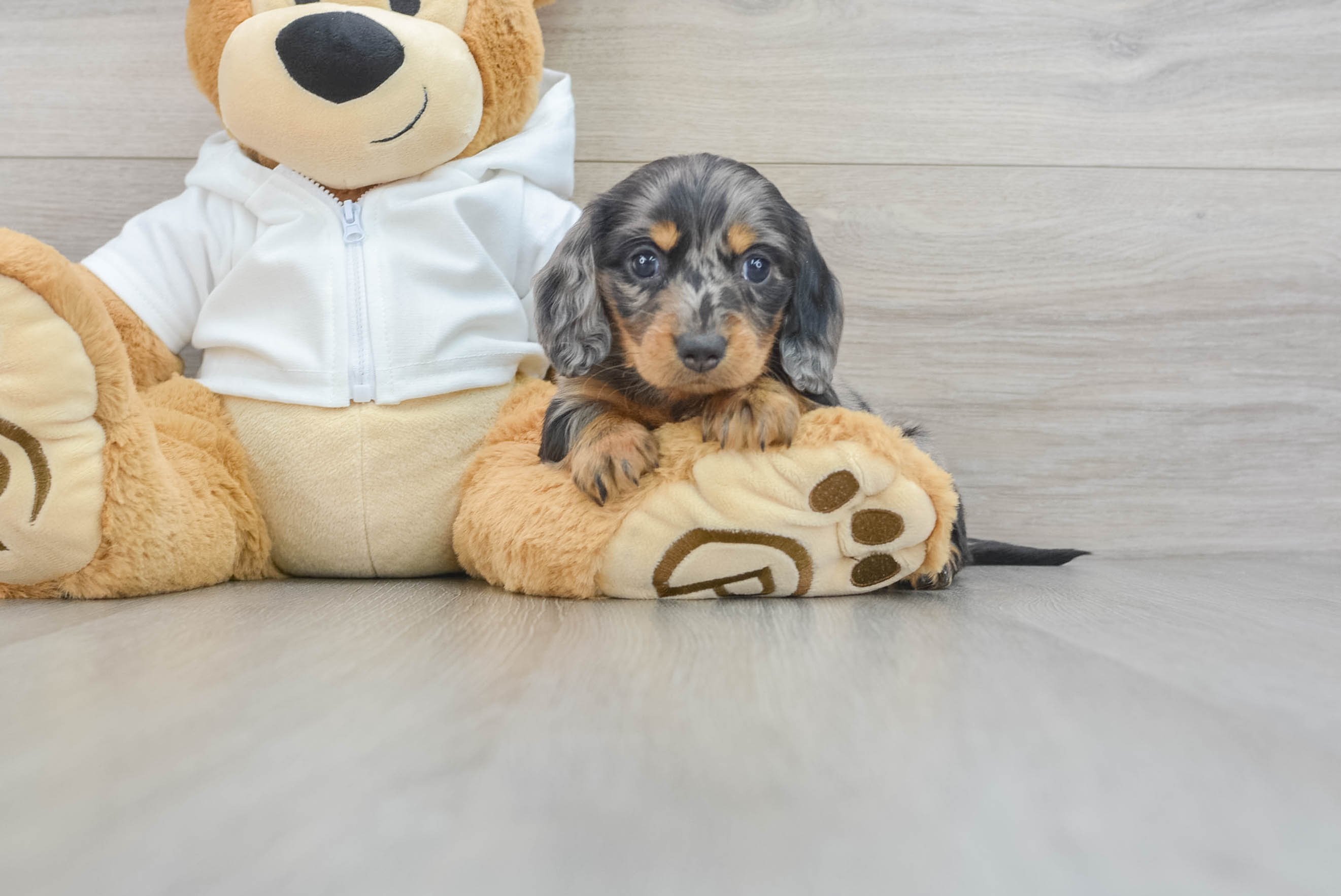Dachshund Puppy for Adoption