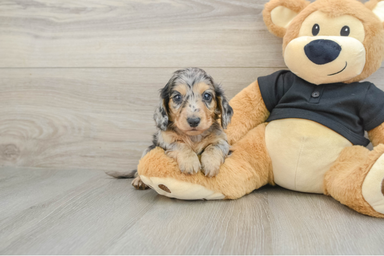 Dachshund Pup Being Cute
