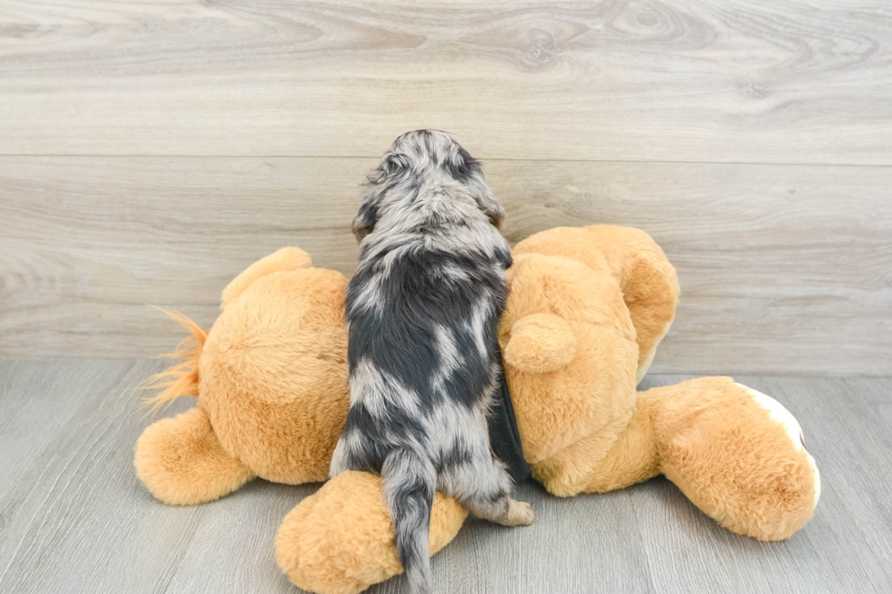 Cute Dachshund Purebred Pup