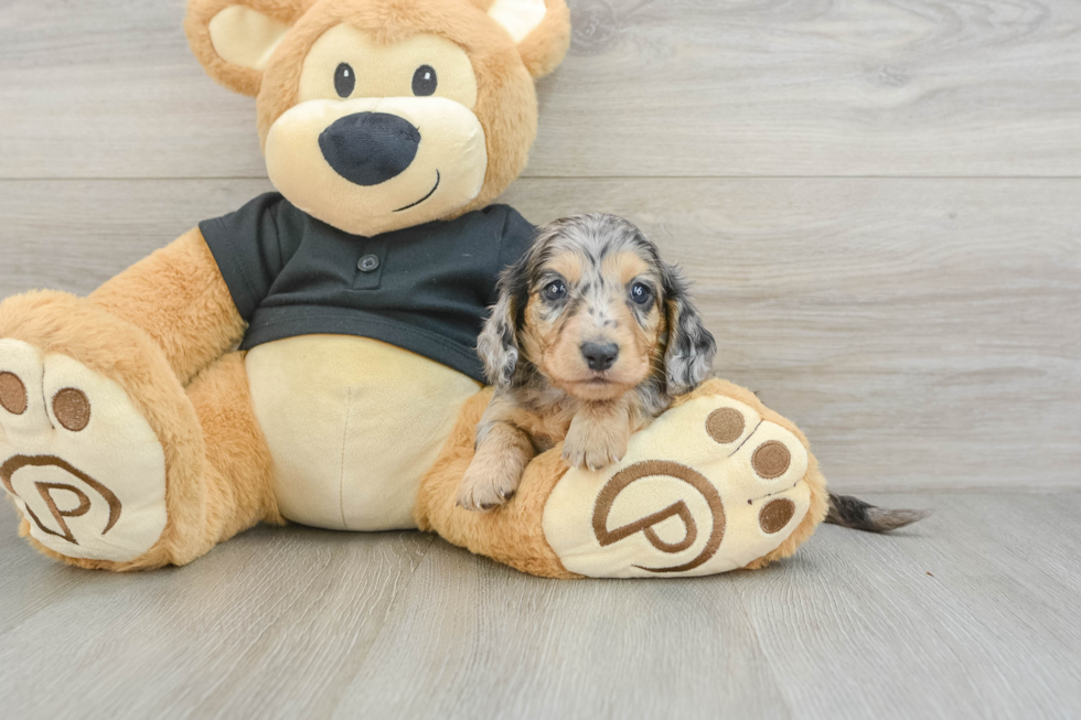 Cute Dachshund Purebred Pup