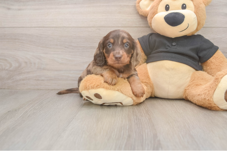 Dachshund Pup Being Cute