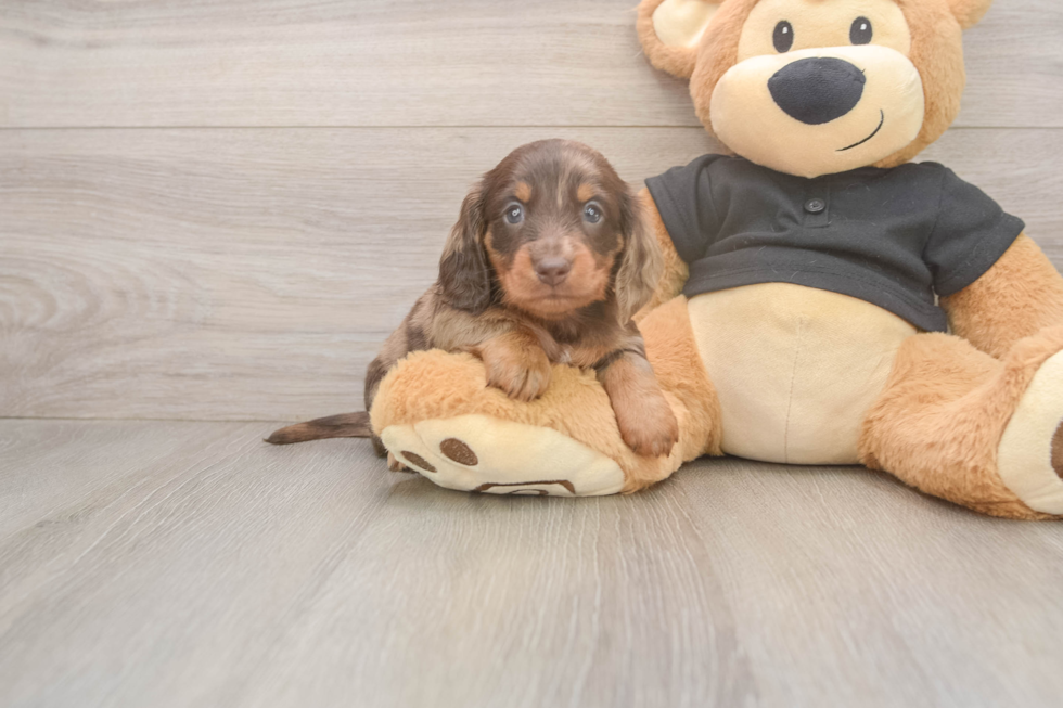 Dachshund Pup Being Cute