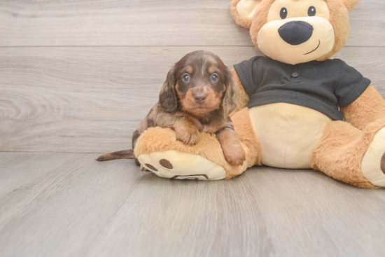 Dachshund Pup Being Cute