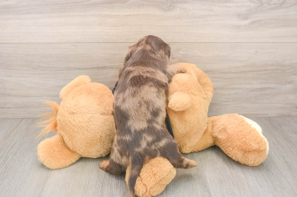 Dachshund Puppy for Adoption