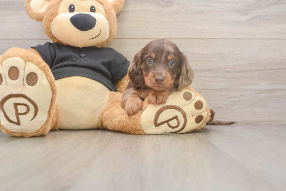 Dachshund Pup Being Cute