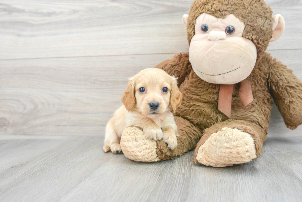 Cute Dachshund Purebred Puppy