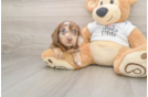 Best Dachshund Baby