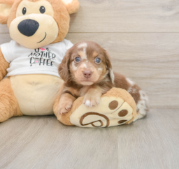 6 week old Dachshund Puppy For Sale - Premier Pups