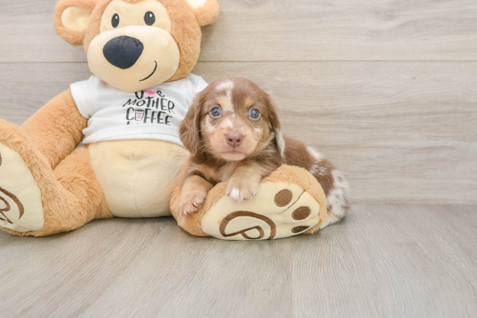 Cute Dachshund Purebred Pup