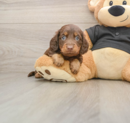 5 week old Dachshund Puppy For Sale - Premier Pups