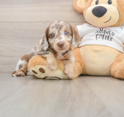 6 week old Dachshund Puppy For Sale - Premier Pups