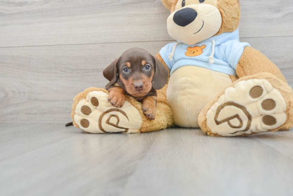 Cute Dachshund Baby