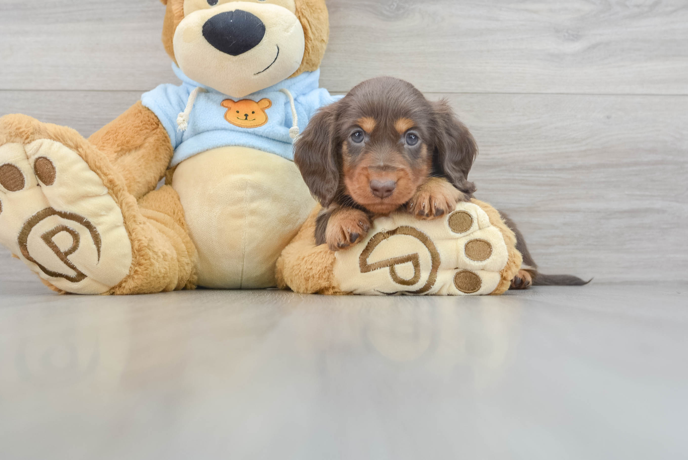 Dachshund Pup Being Cute