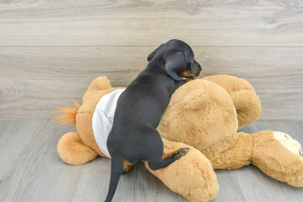 Dachshund Puppy for Adoption