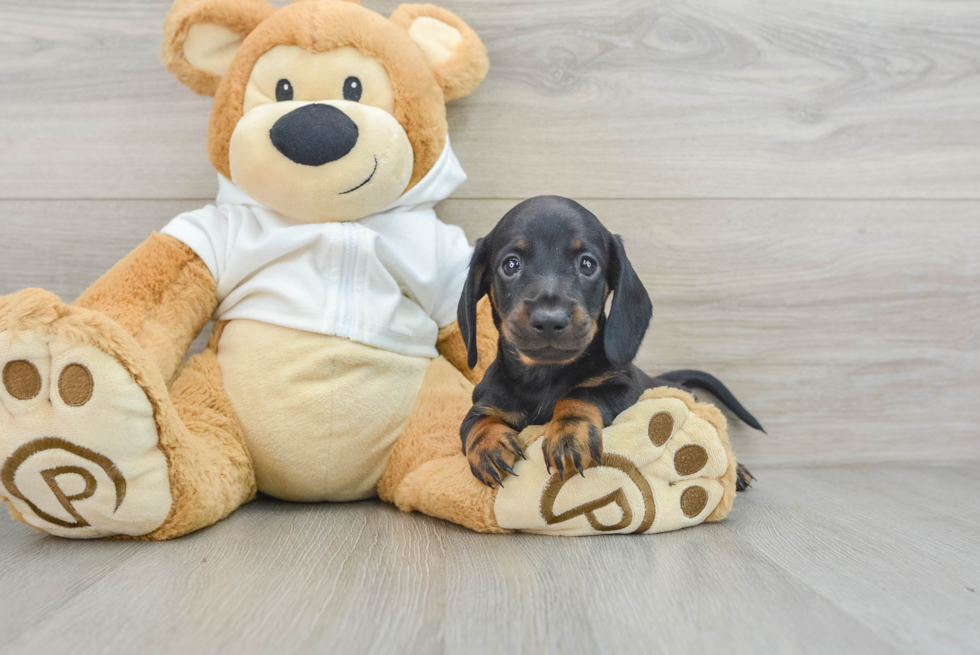Cute Doxie Purebred Puppy