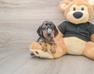 6 week old Dachshund Puppy For Sale - Premier Pups