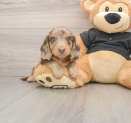 6 week old Dachshund Puppy For Sale - Premier Pups
