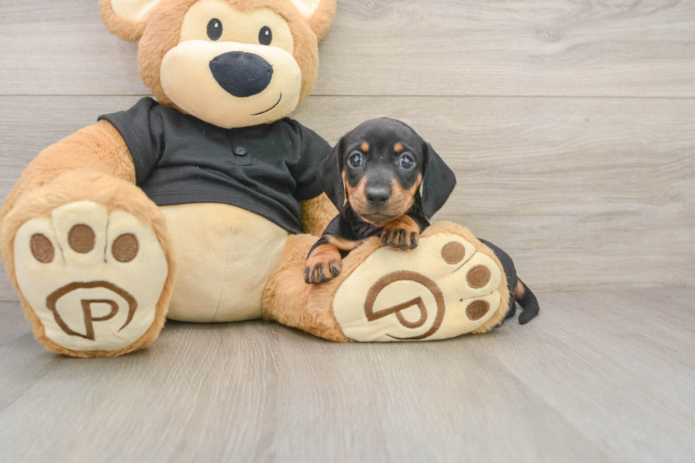 Cute Dachshund Baby